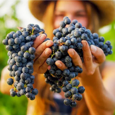 Leia mais sobre o artigo O que é Cabernet Sauvignon